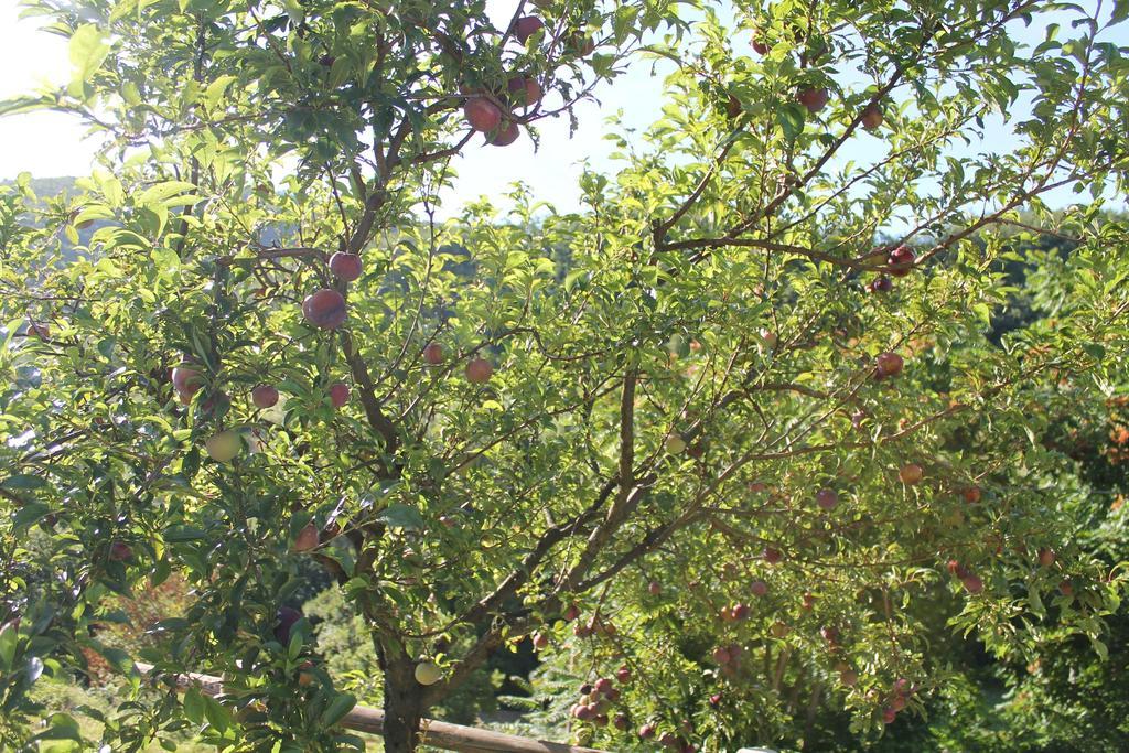 B&B Il Poggetto Serra SantʼAbbondio Exterior foto